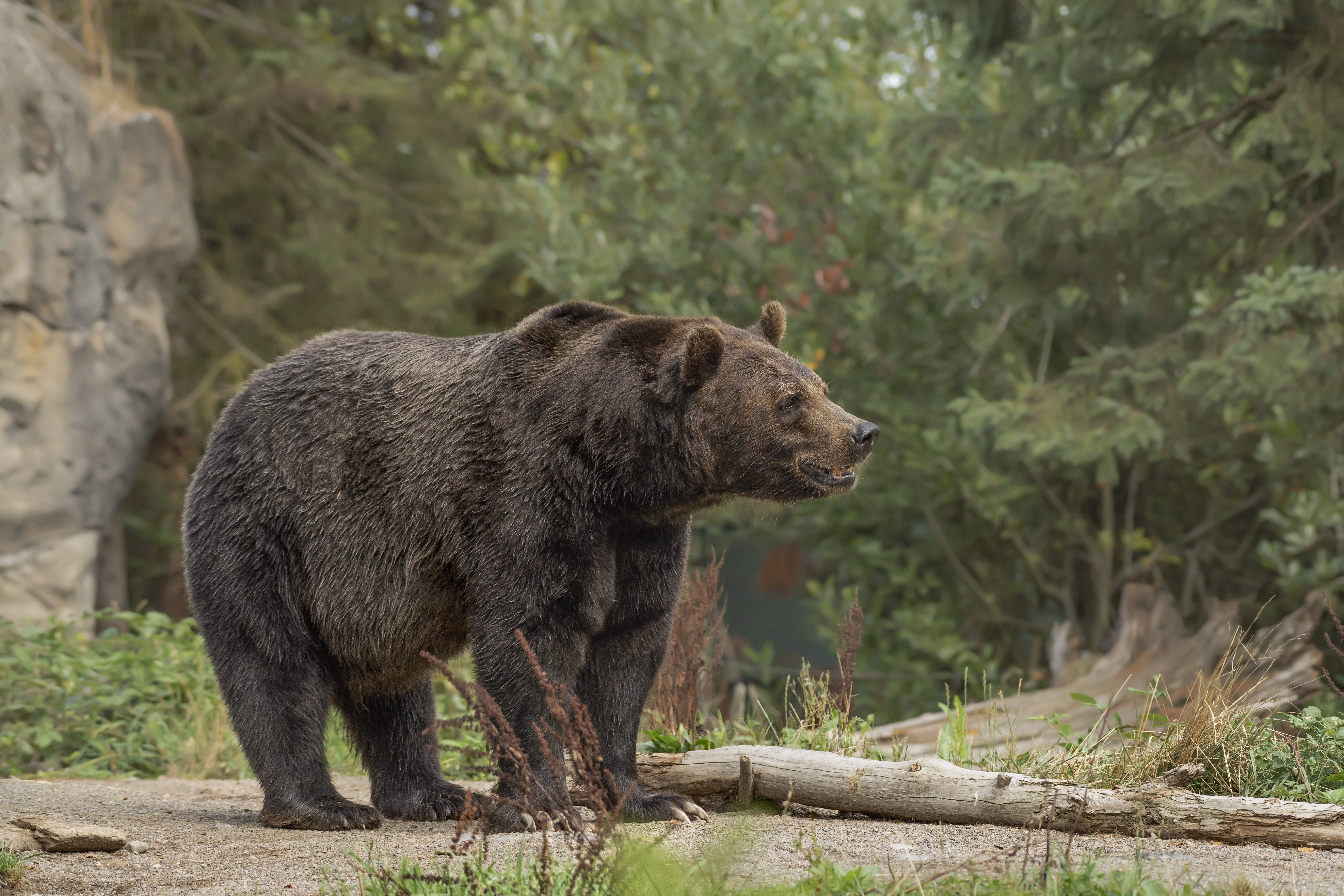 primer-plano-oso-grizzly-sonriendo-bosque-borroso